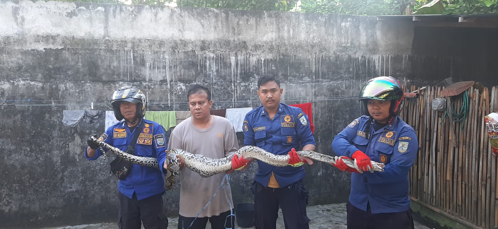 Ular Sanca Sepanjang 3 Meter Diamankan Dinas Damkartan Kota Jambi Setelah Memangsa Ternak Warga