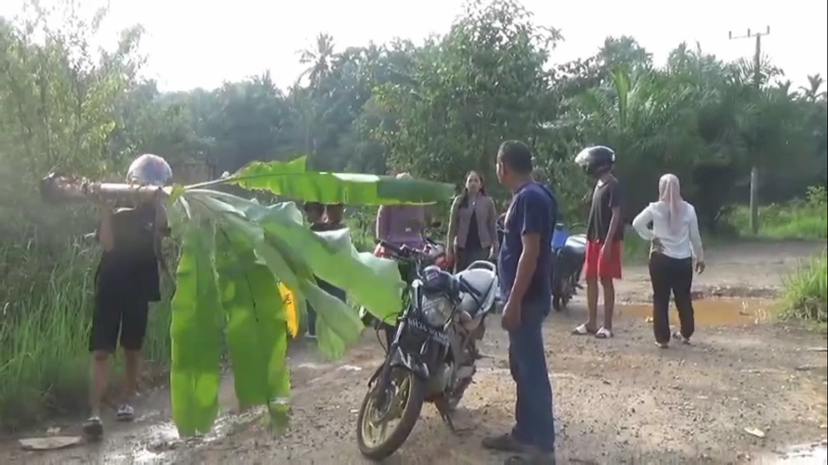 Kesal Jalan Tak Kunjung Diperbaiki, Warga Muara Bulian Tanam Pohon Pisang Di Jalan AMD