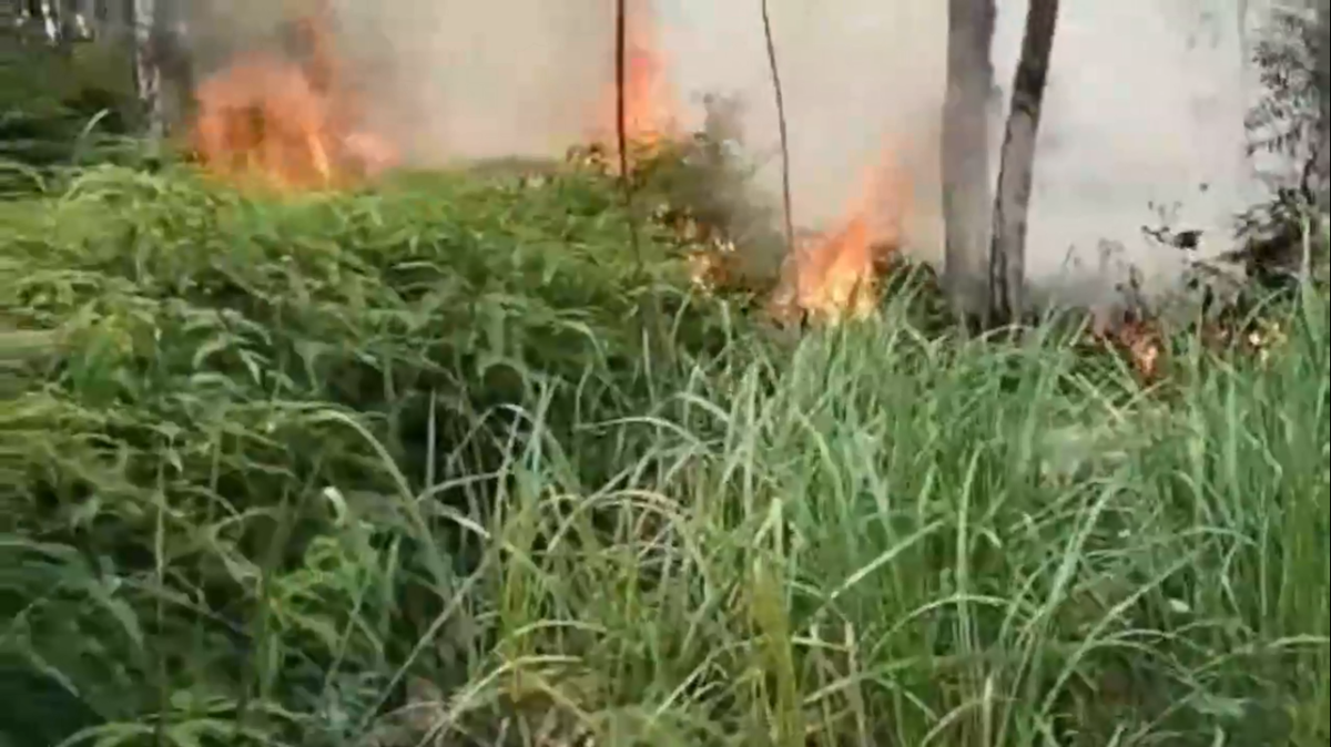 Karhutla di Batanghari Meluas, 70,3 Hektar Lahan Hangus Terbakar
