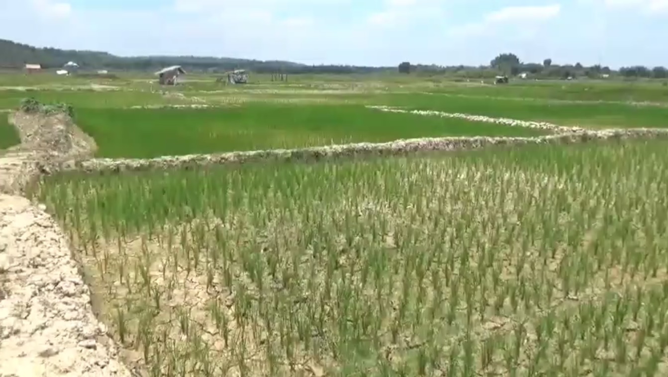 Puluhan Hektar Sawah Kekeringan, Permukaan Tanah Retak dan Padi Mulai Mati