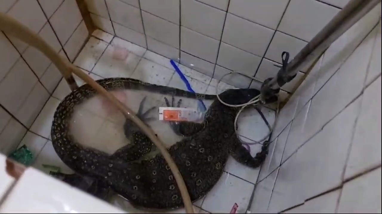 Alangkah Kagetnya Yanto Pas Mau Mandi Ada Biawak di Bak Kamar Mandinya