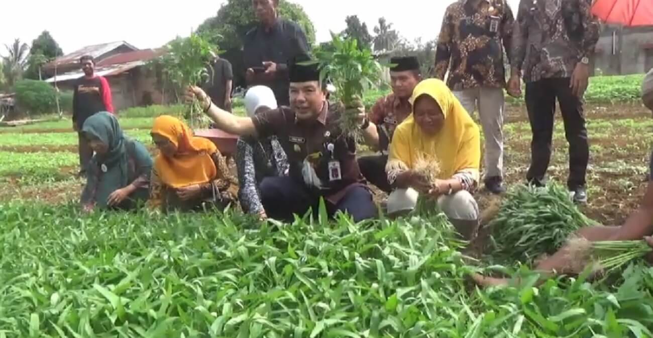 PJ Bupati Merangin Mukti Kunjungi Perkebunan Penghasil Sayuran