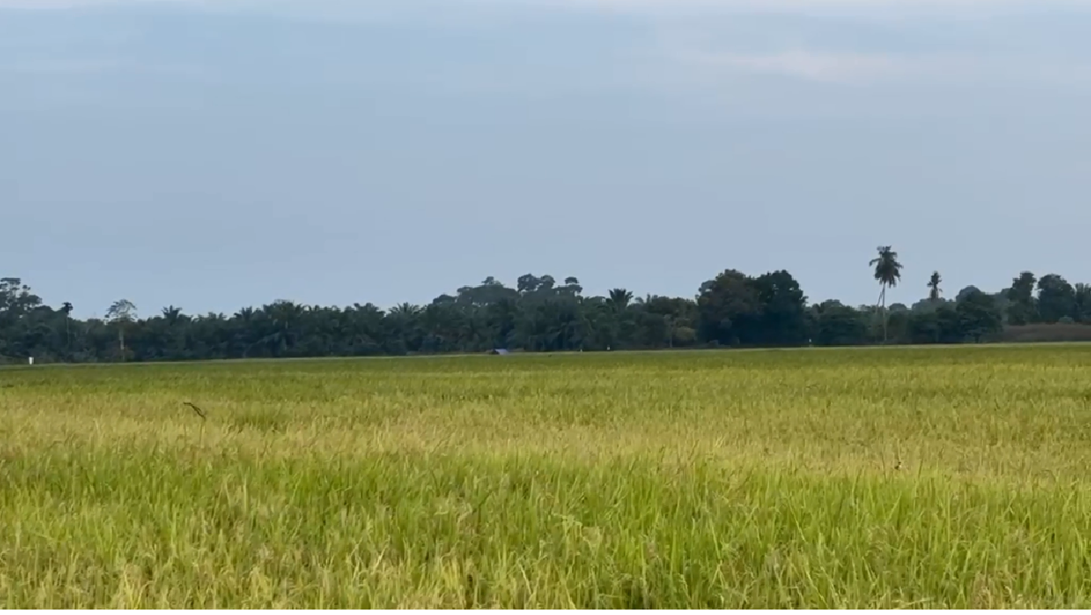 Kekeringan Paksa Petani Tebo Mundurkan Musim Tanam hingga November