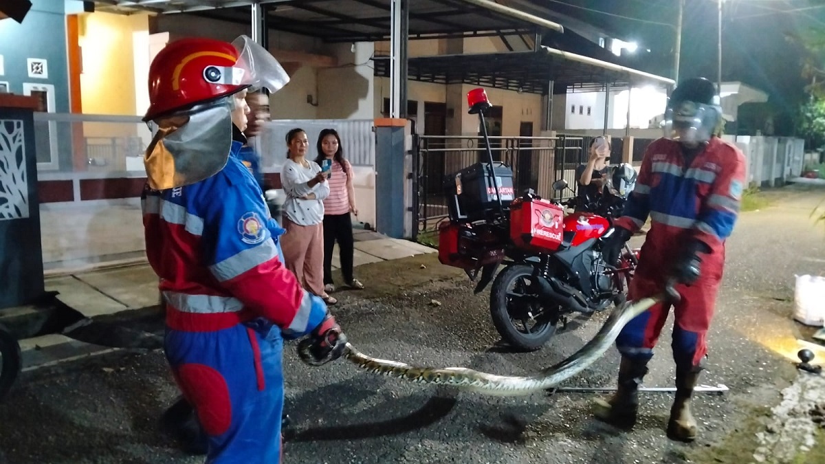 Evakuasi Cepat, Damkar Kota Jambi Amankan Ular Sanca di Talang Bakung