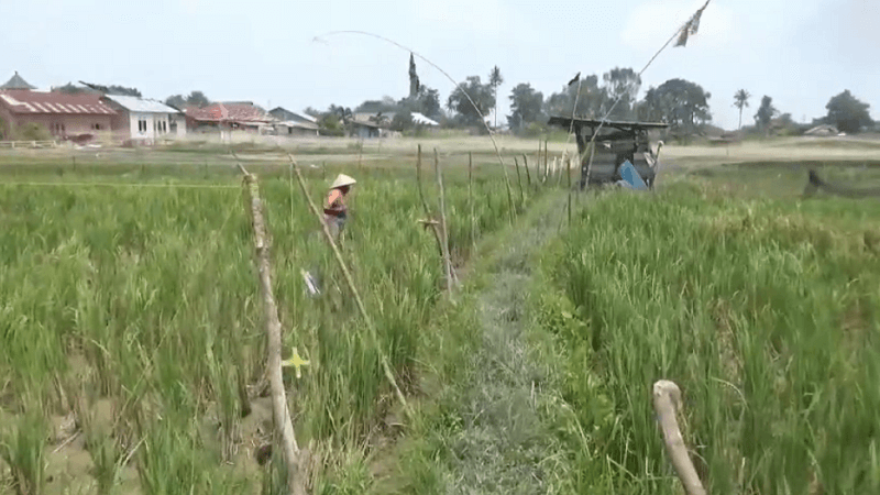 Dampak Kemarau, 10.086 Hektare Sawah Terdampak Kekeringan 