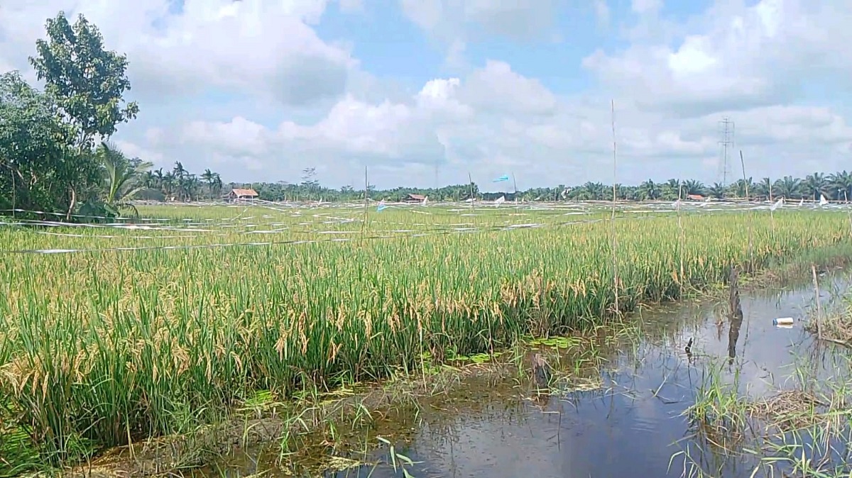 Program IP 300 di Tanjabtim Belum Optimal, Infrastruktur dan Air Jadi Kendala Utama