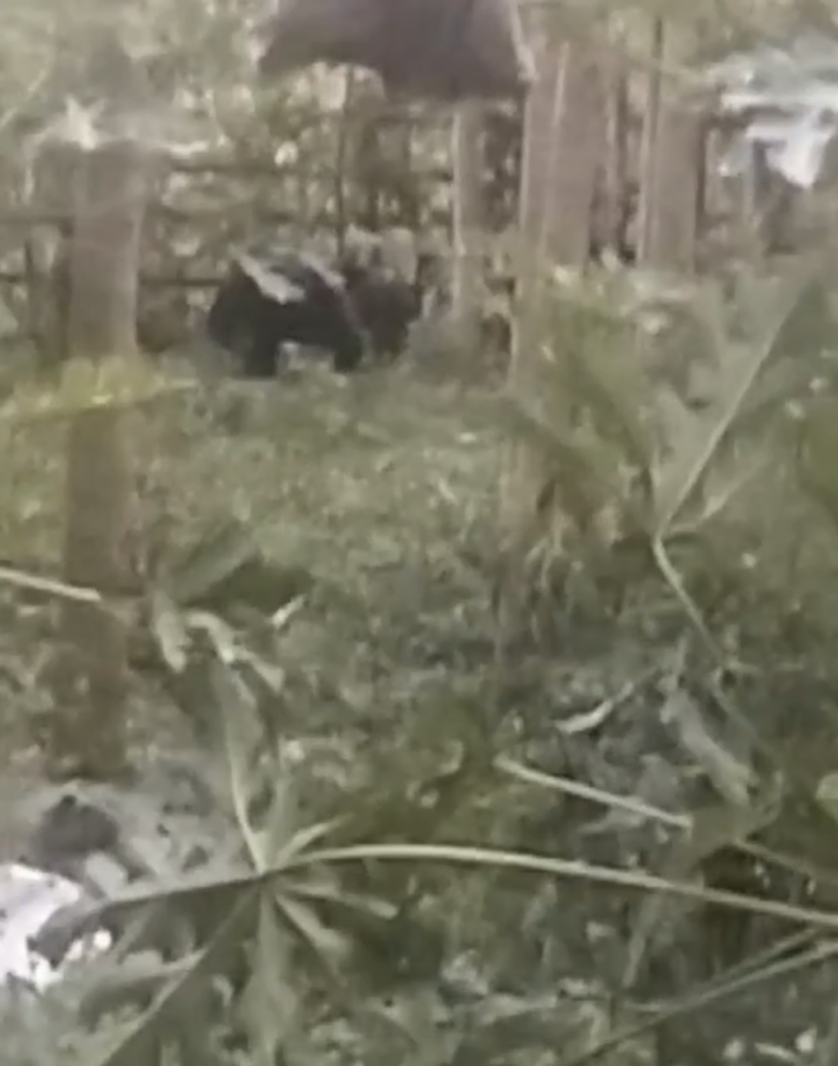 Heboh! 2 Ekor Beruang Masuk Ladang Warga Kerinci, Tanaman Rusak