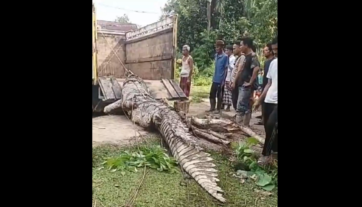 Warga Desa Teluk Melintang Tangkap Buaya Besar Ukuran 5 Meter di Kebun Sawit