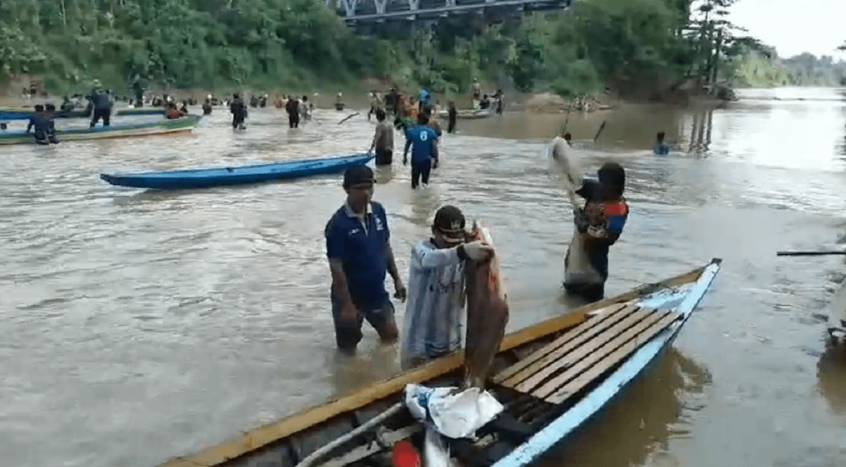 Setelah 8 Tahun Dilarang, Tradisi Lubuk Larangan Sungai Jujuhan Dibuka Untuk Warga 