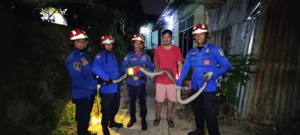 Lagi, Damkar Amakan Ular Sepanjang 3 Meter 