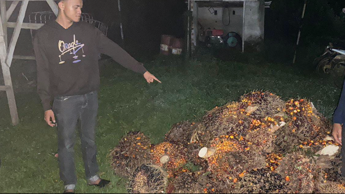 Kasus Pencurian : 45 Tandan Sawit Milik PT Citra Koprasindo Dicuri