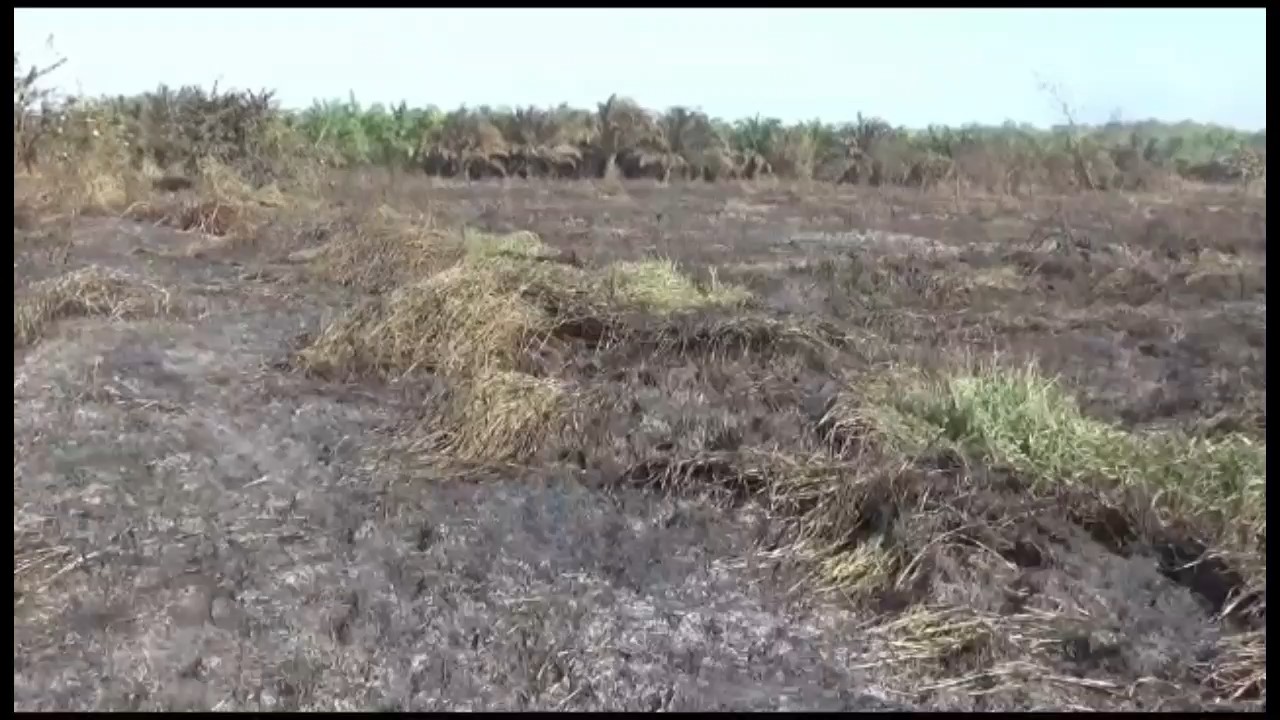 Kebakaran Lahan di Taman Rajo Berhasil Dipadamkan Dalam Waktu 11 Jam