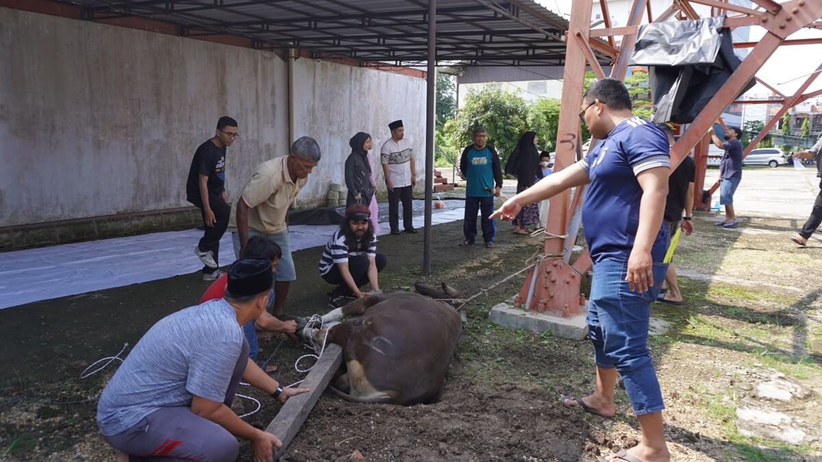 JambiTV Qurban 1 Sapi Untuk Dibagikan ke Karyawan dan Masyarakat Sekitar Perusahaan