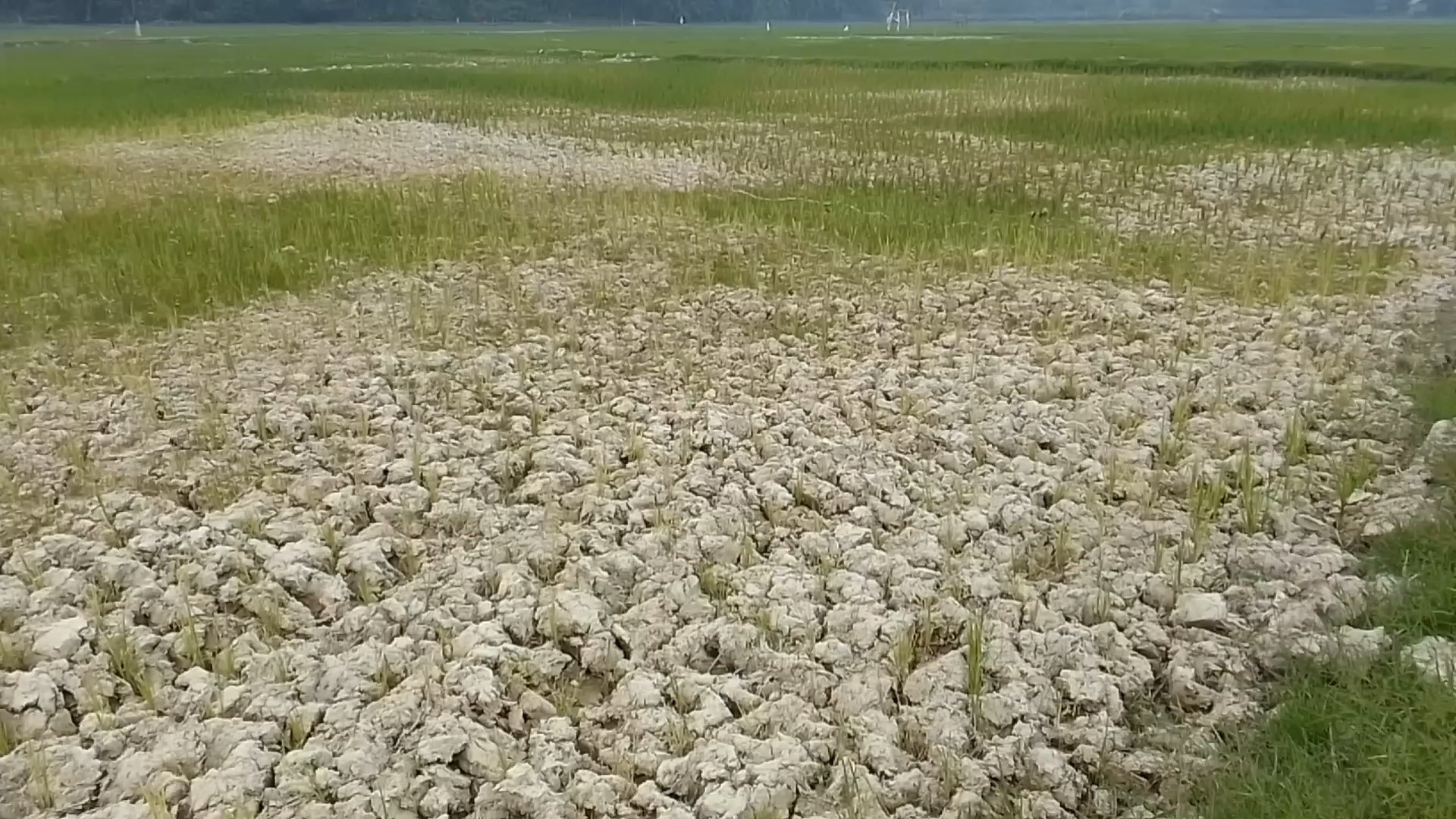 114 Hektar Sawah Padi di 2 Desa Tebo Gagal Panen Akibat Dampak El Nino