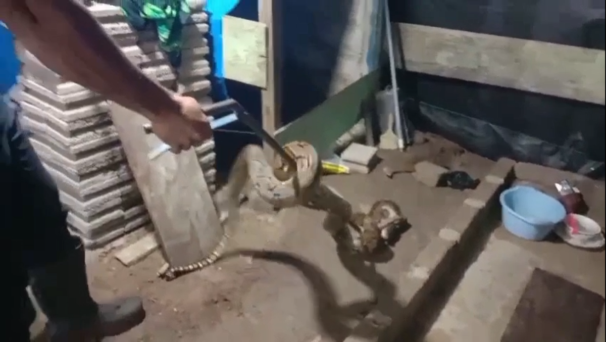 ULAR SANCA SEPANJANG 5 METER DITERKAM DAMKAR SETELAH TELAN 3 ANAK AYAM