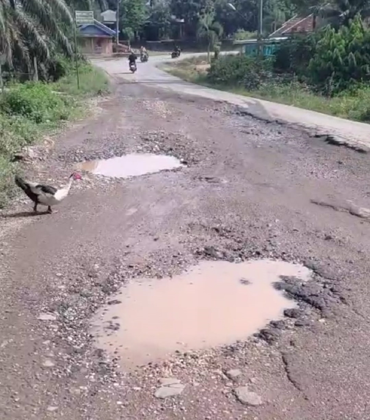 Jalan Betung- Pintas dan Padang Lamo Rusak Parah, Komisi III DPRD Tebo Minta PUPR Jambi Turun Langsung