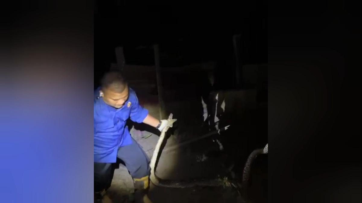 Aksi Dramatis! Ular Piton 3 Meter Masuk Kandang Ternak, Dievakuasi Tim Damkarmat Batang Hari