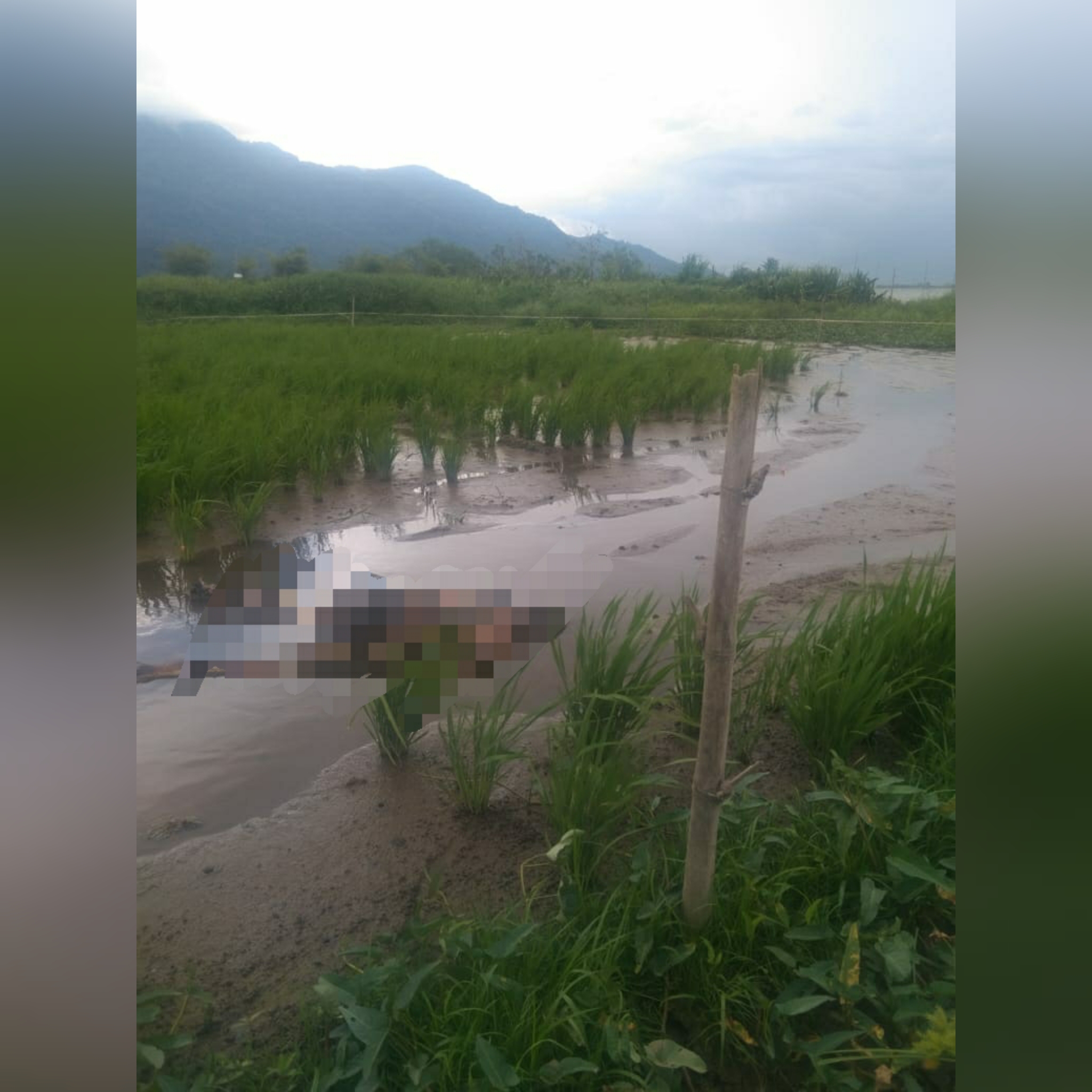 Geger!! Warga Kerinci Temukan Sosok Mayat di Persawahan 