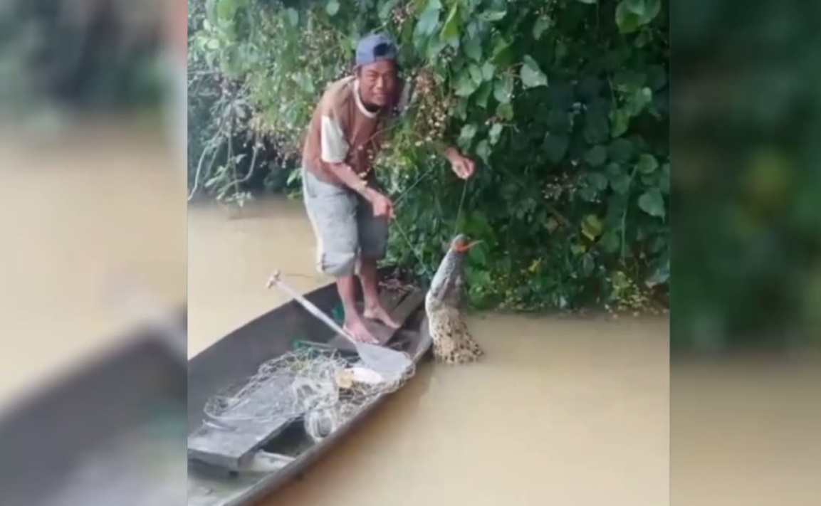 Terkena Tajur Ikan, Seekor Buaya Ditangkap Warga