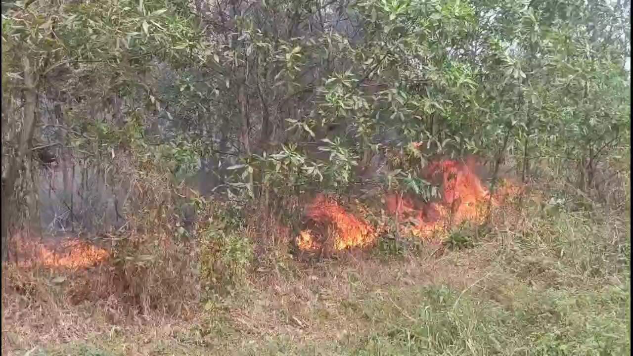 Kebakaran Lahan Hampir 1 Hektar Lahan Di Jelutung Terbakar Kota Jambi
