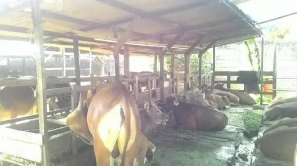 Cegah Zoonosis, Distan Kota Jambi Perketat Lalu Lintas Ternak