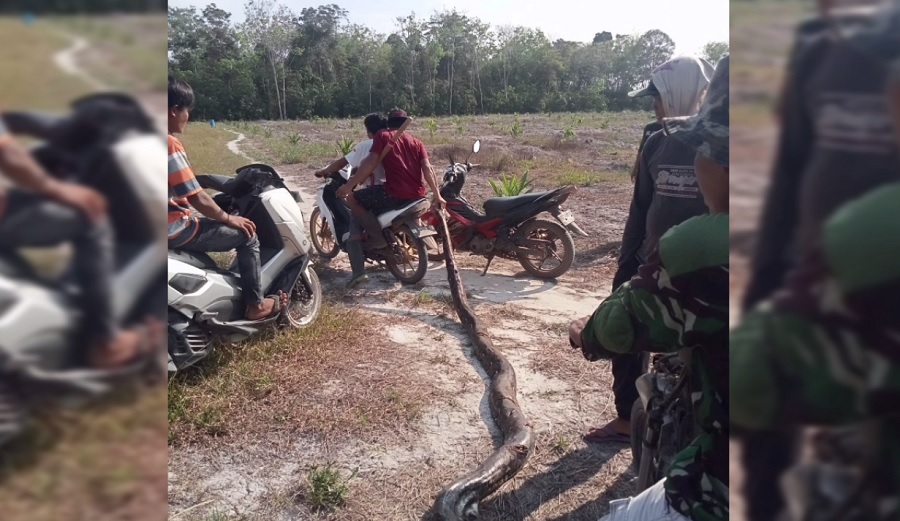 Seorang Perempuan Tewas Dililit dan Ditelan Ular Piton Saat Menyadap Karet