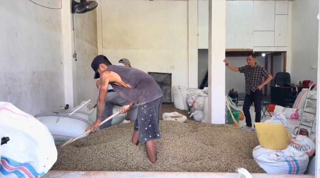 Harga Biji Kopi Kering Jenis Robusta Mengalami Penurunan Signifikan