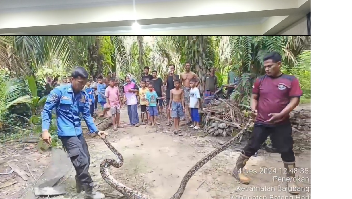 Ular Piton 4 Meter Mangsa Ayam Warga Di Batanghari, Petugas Berhasil Evakuasi