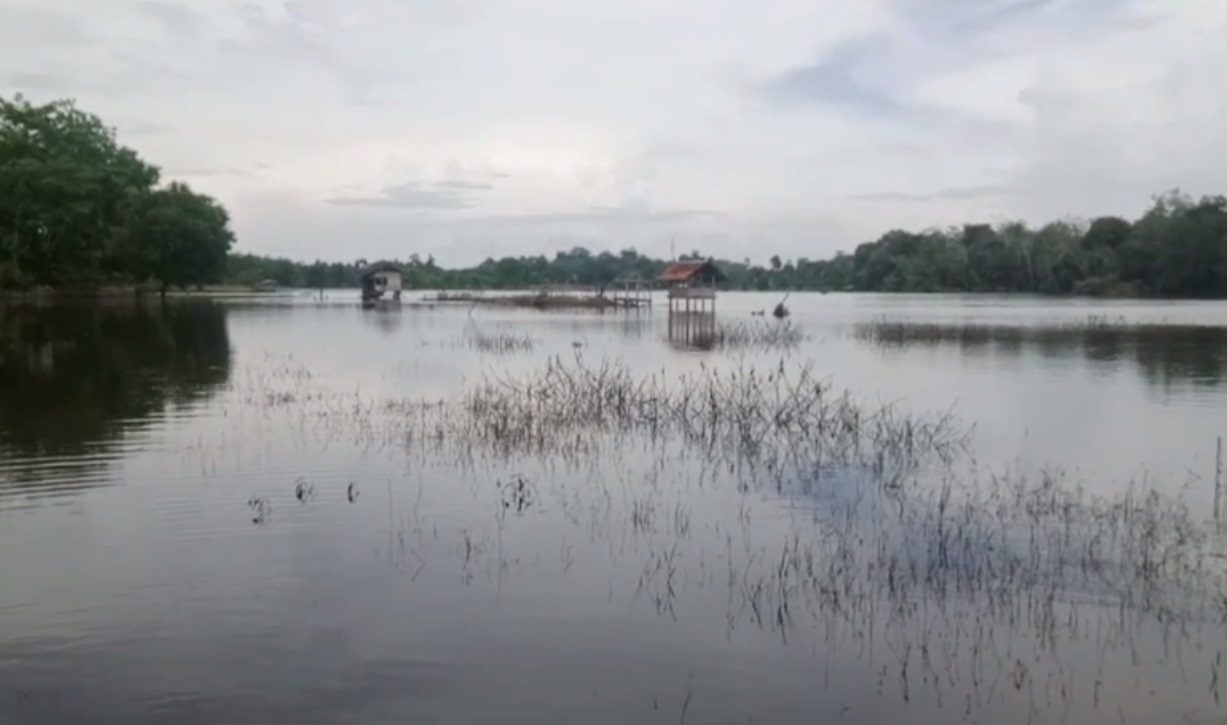 Dampak Bencana Banjir, 163 Hektar Tanaman Komoditi Pertanian di Tebo Puso