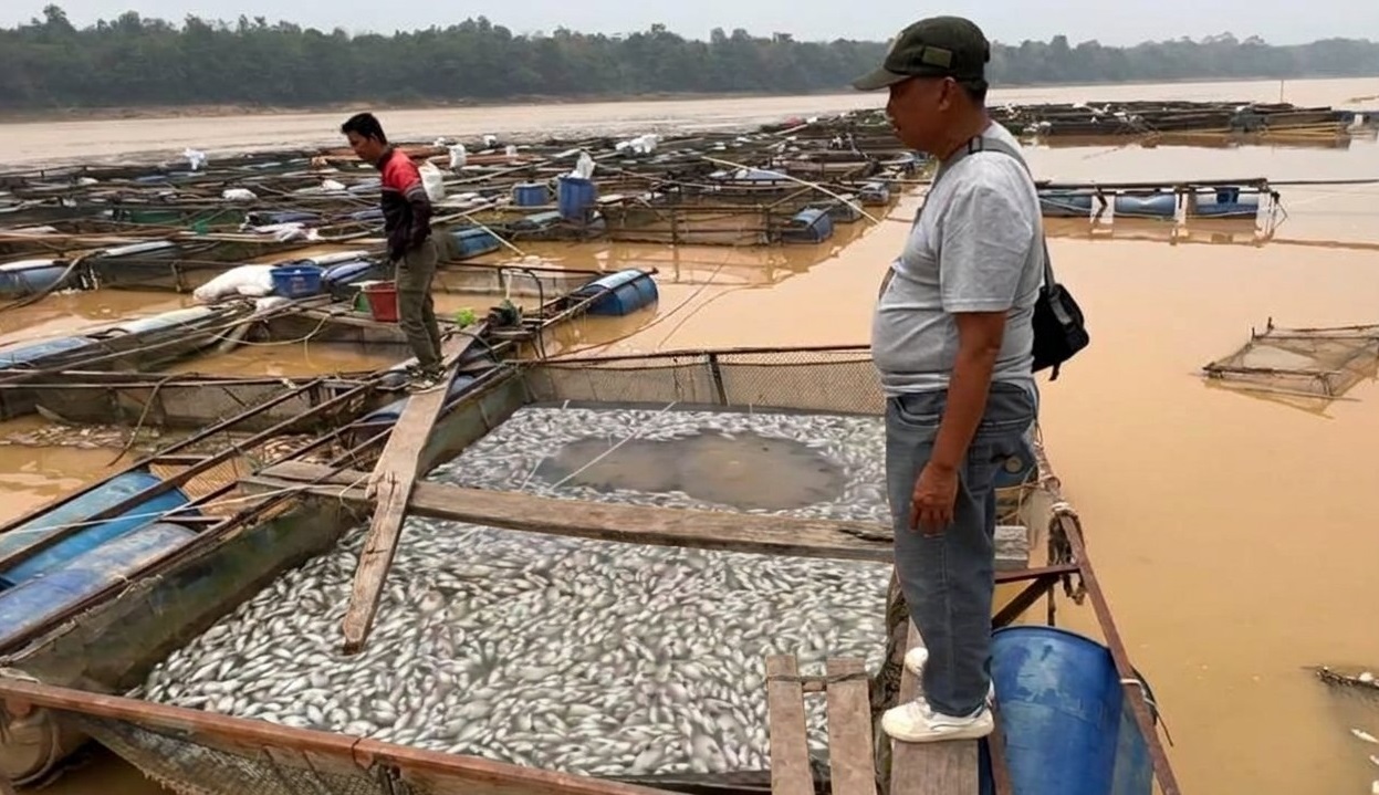 Ribuan Ikan Keramba di Batang Hari Mendadak Mati, Petani Rugi Puluhan Juta