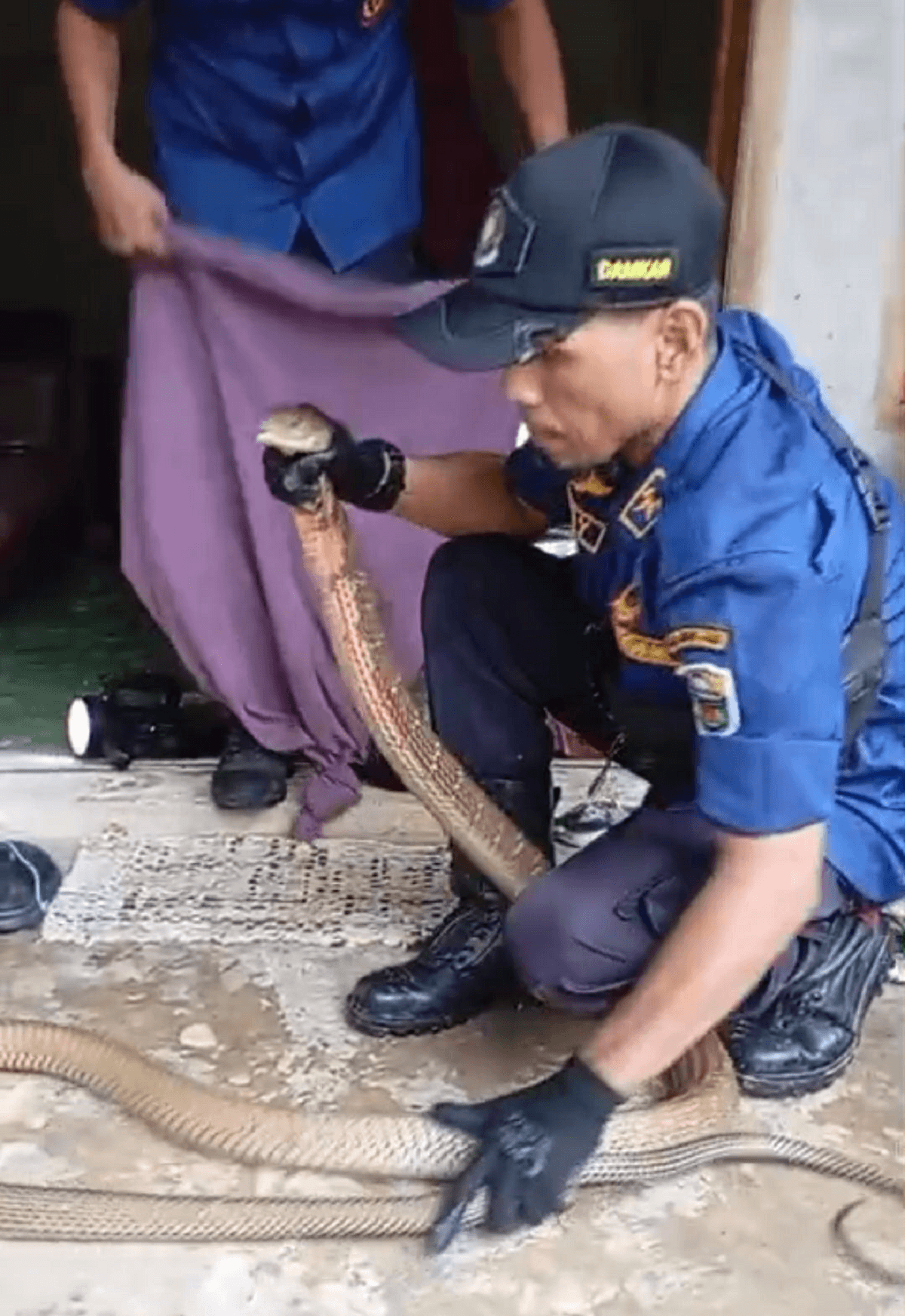 Masuk Permukiman Warga, King Kobra 3 Meter Dievakuasi Tim Damkar