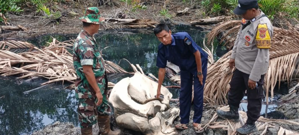 Penemuan Tulang Ukuran Besar Hebohkan Warga Tanjab Barat
