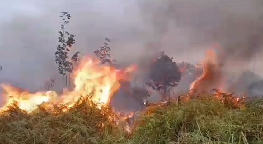 Luas Lahan Yang Terbakar di Batanghari Mencapai 687,01 Hektar