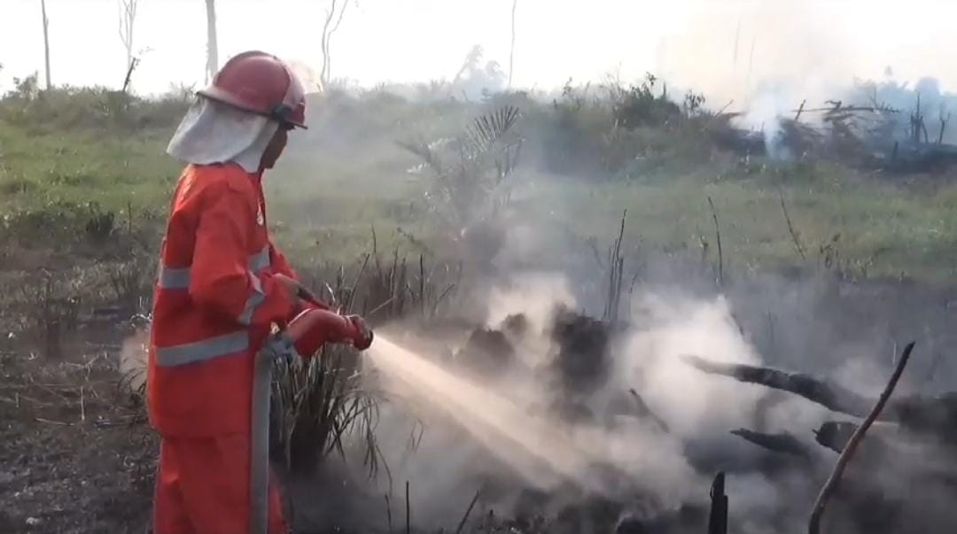 1 Hektar Lahan  Kelapa Sawit  Milik Warga di Mestong Hangus Terbakar 