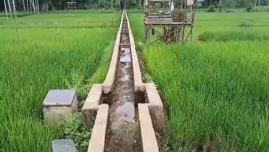 Irigasi Mulai Kering, Puluhan Hektar Sawah di Dusun Aur Gading Terancam Gagal Panen