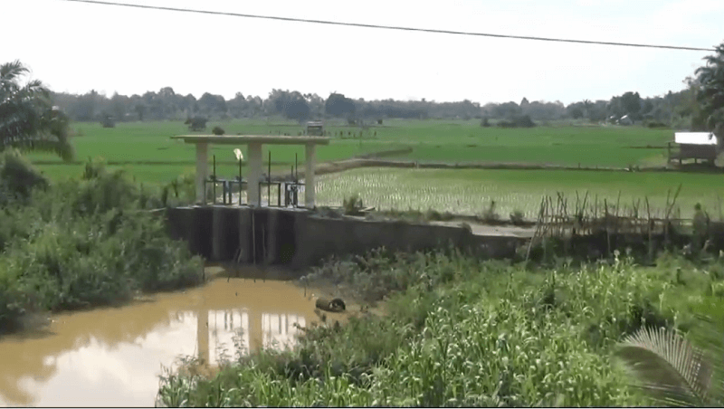 170 Hektar Sawah di Kota Jambi Kekeringan 