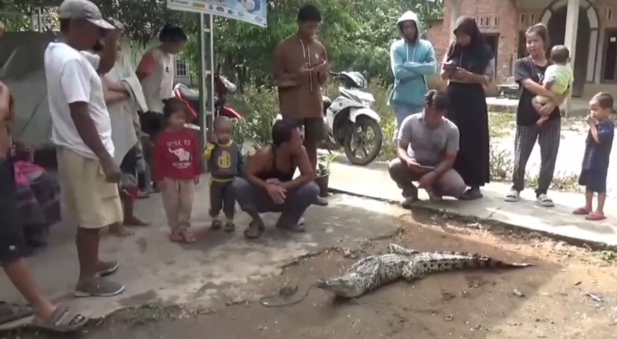 Seekor Buaya di Batanghari Ditangkap Setelah Terjerat Perangkap Ikan Warga