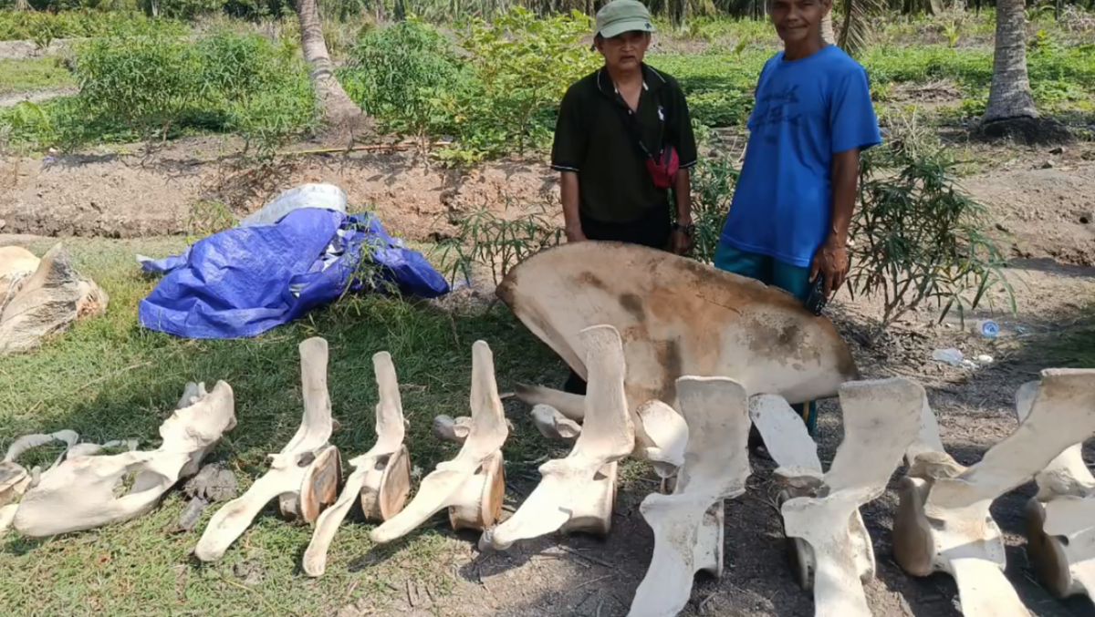 Heboh Temuan Tulang Diduga Ikan Paus di Tanjab Barat