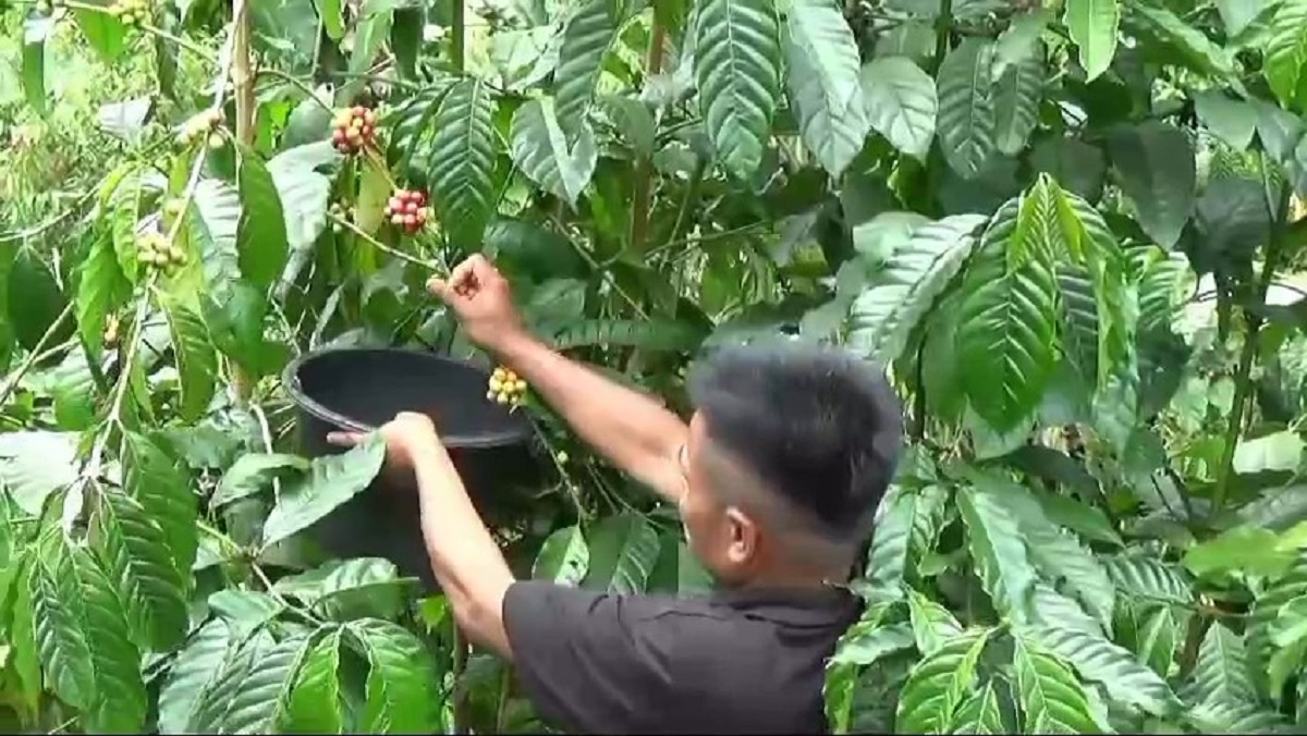 Petani Kopi Kerinci Keluhkan Merosotnya Harga Kopi Disaat Pasokan Kopi Melimpah