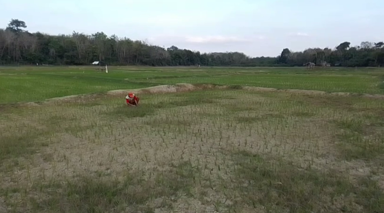 Dampak Musim Kemarau, Ribuan Hektar Padi Sawah di Kabupaten Tebo Kekeringan