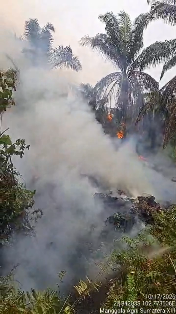 30 Hektare Lahan Sawit di Sarolangun Masih Terbakar, Petugas Berjibaku Padamkan Api 