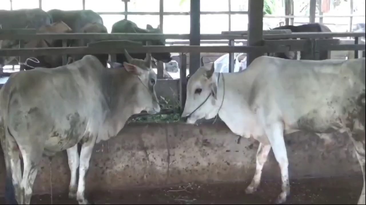 Kamu Lagi Cari Sapi Untuk Lebaran Qurban? Di Alam Barajo Ada Sapi Harga Rp Rp 18 Juta