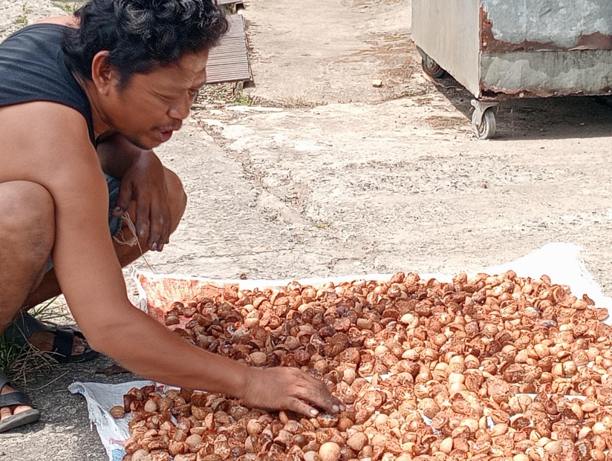 Harga Pinang di tanjabtimur Tembus Rp25 Ribu per Kilogram, Petani sumringah