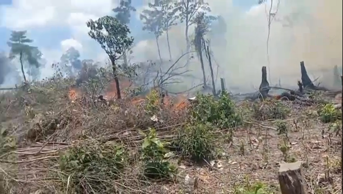  Kebun Sawit Seluas 3 Hektar Habis Dilahap oleh Si Jago Merah
