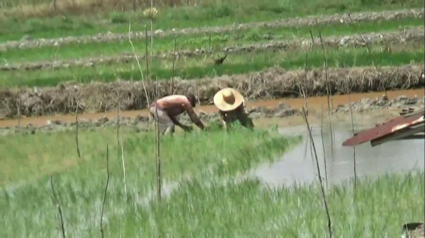 4.981 Hektar Lahan Persawahan di Batang Hari Sudah Ditanami Padi