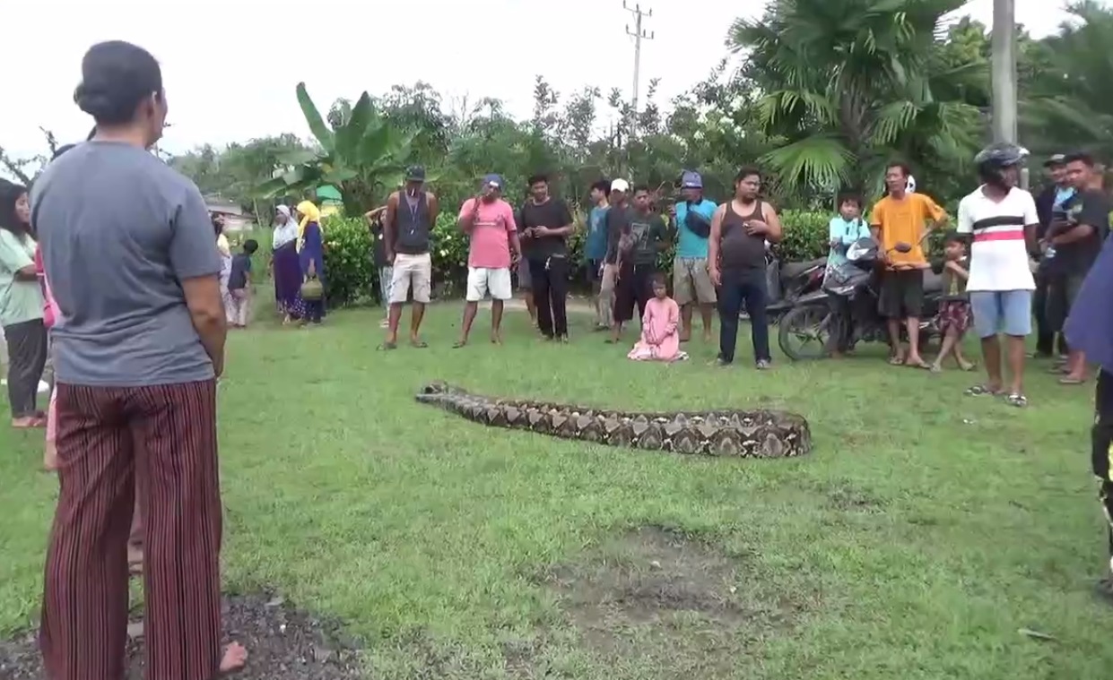 Warga Sungai Buluh Tangkap Ular Piton Sepanjang 8 Meter