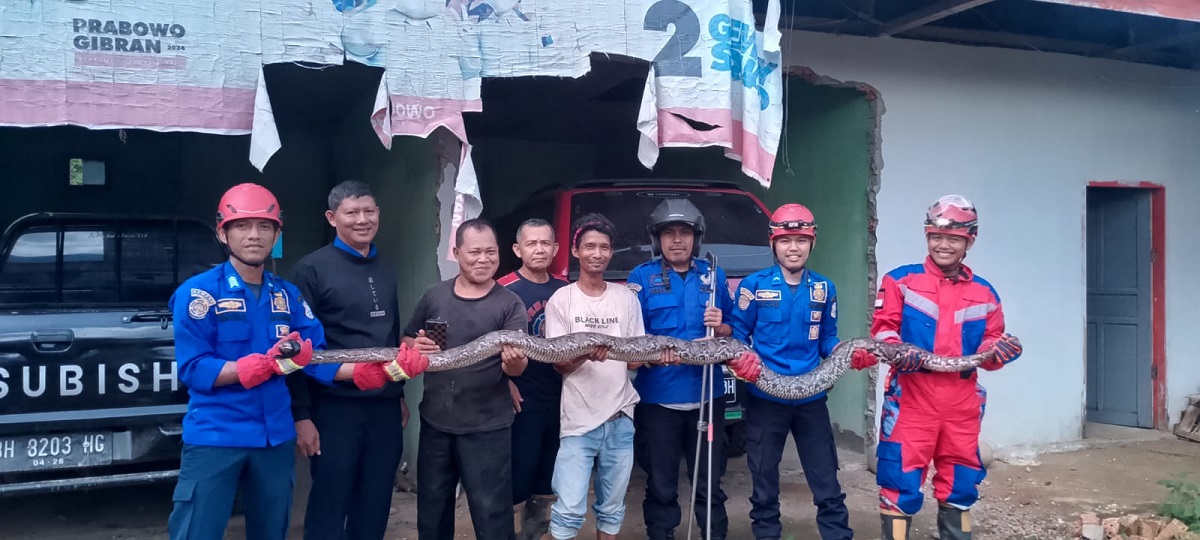 Masuk Area Kos, Ular Piton Sepanjang 4 Meter Bikin Panik Warga Talang Babat