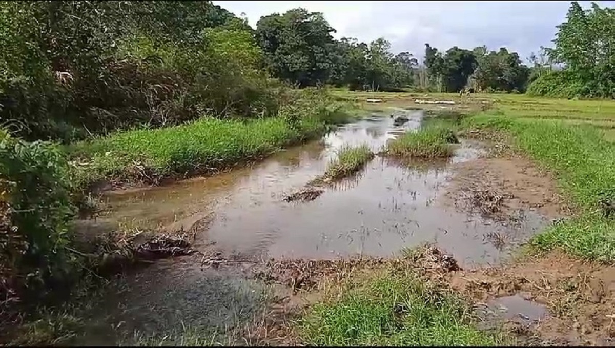 Dampak Banjir di Kerinci, Lahan Persawahan Desa Sanggaran Agung Rusak Terancam Tidak Bisa Digarap