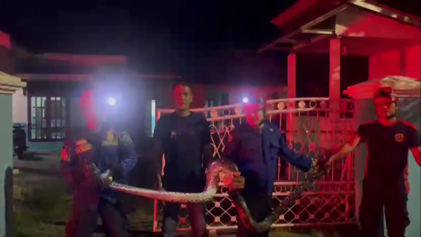 Petugas Damkar Batang Hari Tangkap Ular Piton di Depan Rumah Warga