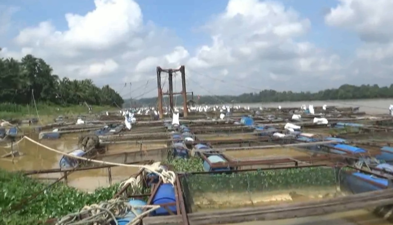 Puluhan Ribu Ikan Keramba di Desa Aro Batanghari Mati, Petani Ikan Merugi